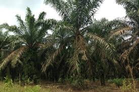 Harga ini adalah acuan untuk harga buyback dan harga jual perhiasan di toko emas terdekat anda. Harga Tandan Buah Sawit Di Mesuji Rp1 930 Per Kg Antara News