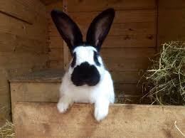 Nach dem hühnchen ist das kaninchen wahrscheinlich das beliebteste haustier im garten: Kaninchen Suchen Ein Zuhause Amper Kurier