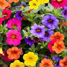 Image result for calibrachoa million bells