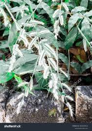 Image result for Oplismenus undulatifolius