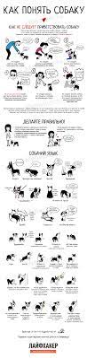 infografika kak nauchitsya ponimat sobak uhod za sobakoj sobaki povedenie sobaki