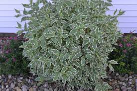 The leaves are a light gray green with cream edging that look great next to darker foliage. Variegated Red Twig Dogwood Is A Great Plant For Year Round Interest Twig Dogwood Red Twig Dogwood Dogwood Shrub