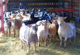 Registered Nigerian Dwarf Goats Nigerian Dwarf Goats Nigerian Dwarf Dwarf Goats
