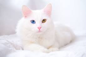 ‪The 11 Cutest Cat Breeds You Will Love | Clearlake Vets‬‏