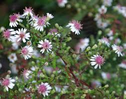 Aster Lateriflorus Lady In Black Plante Petite Fleur Plante Vivace