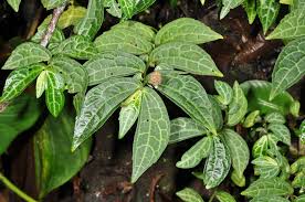 Image result for Elatostema monticola