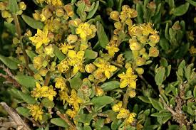 Image result for Tetragonia spicata