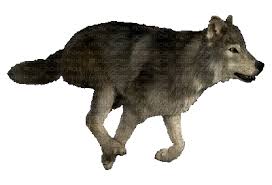 See wolf cartoon stock video clips. Kaz Creations Dogs Dog Wolves Wolf Animated Kaz Creations Dogs Dog Wolves Wolf Animated Picmix
