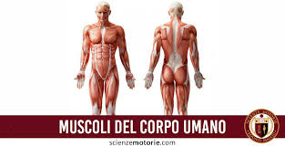 Lo scheletro umano contiene ossa fuse e individuali che sono supportate da muscoli, tendini. Quale E Il Numero Di Muscoli Del Corpo Umano Scienze Motorie