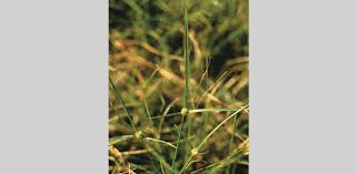 Image result for Kyllinga