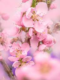 Pin On Flowers Trees And Plants