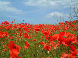 Maybe you would like to learn more about one of these? Poppy Viewing Crowds Overwhelm Southern California City Santa Monica Daily Press