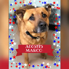 We did not find results for: A005275 Marco Urgent Kill List For Space Clayton County Ac By Partners For Pets Inc Animal Projects Dog Adoption Pet Adoption