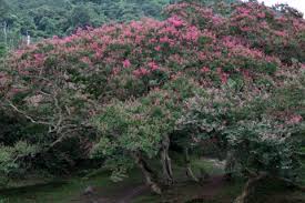 Image result for Lagerstroemia indica
