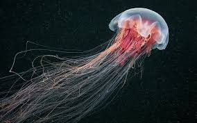 To install, download and unpack the archive 2530355779.rar;; Jellyfish Hd Wallpapers Free Download Wallpaperbetter