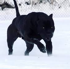 Baby Pitbull Dog Black And White Most Panther Looking Dog Ever Hairless Dog Pitbulls Pitbull Dog