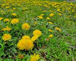 Obraz: Mniszek lekarski (Taraxacum officinale)
