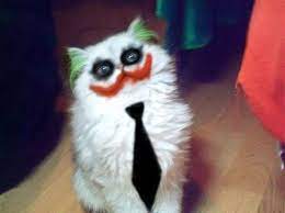 The Cutest Cats Dressed As Superheroes Disfraz Para Gato Gato Gracioso Gato Disfrazado