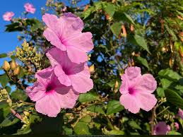 Image result for Bonamia spectabilis