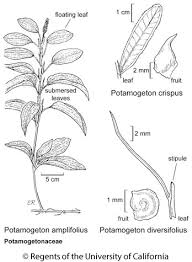 Image result for Potamogetonaceae