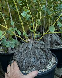Image result for Dioscorea sylvatica