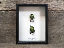 Image result for Chrysochloa