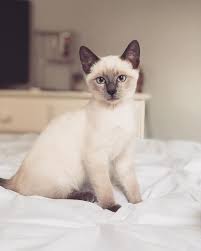 Siamese cats are not hypoallergenic. 7 Mysteriously Beautiful Siamese Cats And Kittens Siamese Cats Facts Bengal Cat Facts Siamese Cats