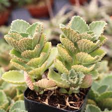 Image result for Plectranthus elegans