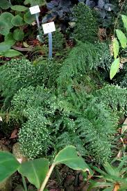 Image result for Begonia poculifera
