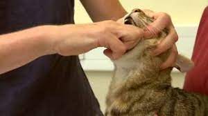 Check spelling or type a new query. How To Give Your Cat A Tablet International Cat Care