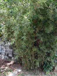 Image result for Oreobambos buchwaldii