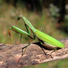 8 Bugs You Should Never Kill In Your Garden Praying Mantis Bugs And Insects Insects