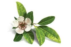 Image result for Copaifera baumiana