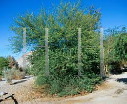 Image result for Acacia grandicornuta