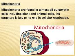 Cellular respiration in animal cell. Cellular Respiration Harvesting Energy From Food Autotrophs Are