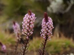 Image result for Hebenstretia angolensis