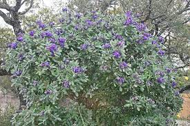 They typically grow quite slowly eventually reaching a mature height of 15 to 20 feet and 8 to 10 feet wide. Silver Peso Texas Mountain Laurel Sophora Secundiflora Texas Mountain Laurel Mountain Laurel Mountain Laurel Shrub