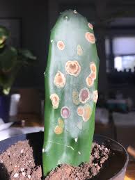 But, in addition, the san pedro cactus is a plant that can help to cleanse the body, since this alkaloid also produces in most cases vomiting and diarrhea that. I Got This Prickly Pear Cactus From A Plant Swap What Are The Brown Spots On It From Cactus