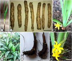 Image result for Curculigo pilosa