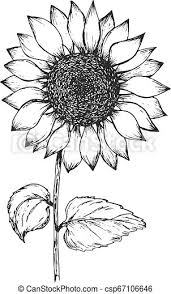 This sunflower set is compatible with procreate, microsoft office, photoshop, indesign and canva. Vintage Black Outline Ink Pen Sketch Of Sunflower Retro Black Outline Ink Pen Sketch Of Sunflower Hand Drawn Illustration Canstock