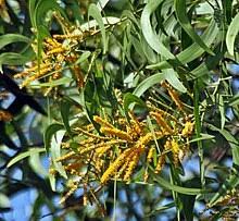 Pokok akasia merupakan sejenis pokok dalam genus acacia yang malar hijau yang tumbuh di asia. Pokok Akasia Wikipedia Bahasa Melayu Ensiklopedia Bebas