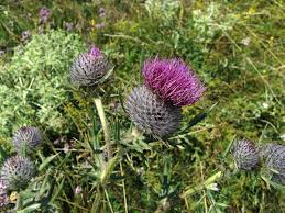 Image result for Helichrysopsis