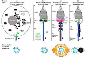 Matt connors and colin maguire. Rapid Evolution Of Sperm Produces Diverse Centriole Structures That Reveal The Most Rudimentary Structure Needed For Function Abstract Europe Pmc