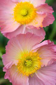 Iceland Poppy Poppies Beautiful Flowers Poppy Flower