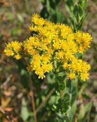If You Are Thinking Of Growing Stiff Goldenrod Solidago Rigida It Will Bring An Easy Care And Eye Catching Native Plant Goldenrod Flower Plants Wild Flowers
