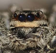 Jumping spiders are the largest family of spiders and have some of the best vision among all the other arthropods due to their four pairs of eyes. Mating Induces Sexual Inhibition In Female Jumping Spiders