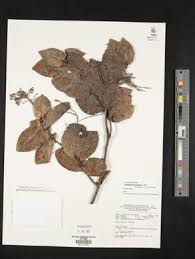 Image result for Homalium dentatum