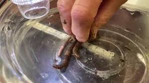 Jumping worms alter soil structure more than any other worm. Asian Jumping Worms Not A Good Worm Youtube