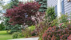 Maybe you would like to learn more about one of these? Husker Red Beardtongue Penstemon Digitalis Husker Red Land Designs Unlimited Llc