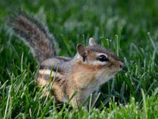 Check spelling or type a new query. How To Get Rid Of Chipmunks In Your Garden Hgtv